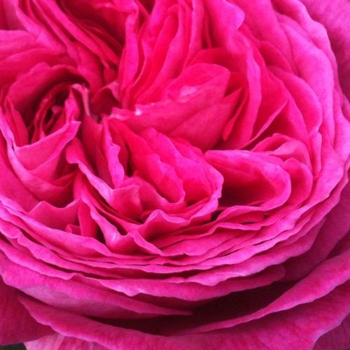 Rosa  Freifrau Caroline® - róża z intensywnym zapachem - Róże pienne - z kwiatami róży angielskiej - różowy  - W. Kordes & Sons - korona krzaczasta - -